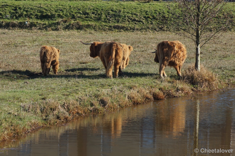 DSC04207.JPG - Schotse Hooglander