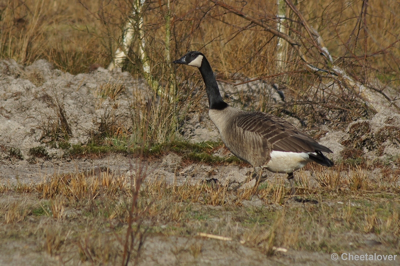 DSC04214.JPG - Canadese Gans