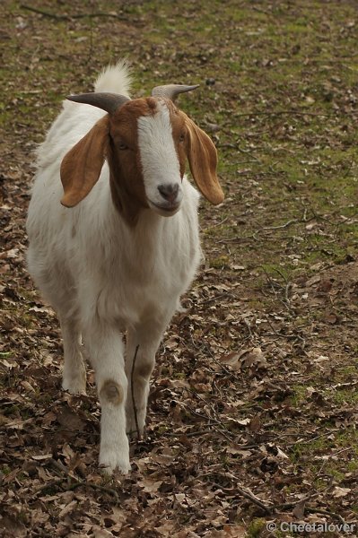 DSC01718.JPG - Safaripark Beekse Bergen 4 maart 2012