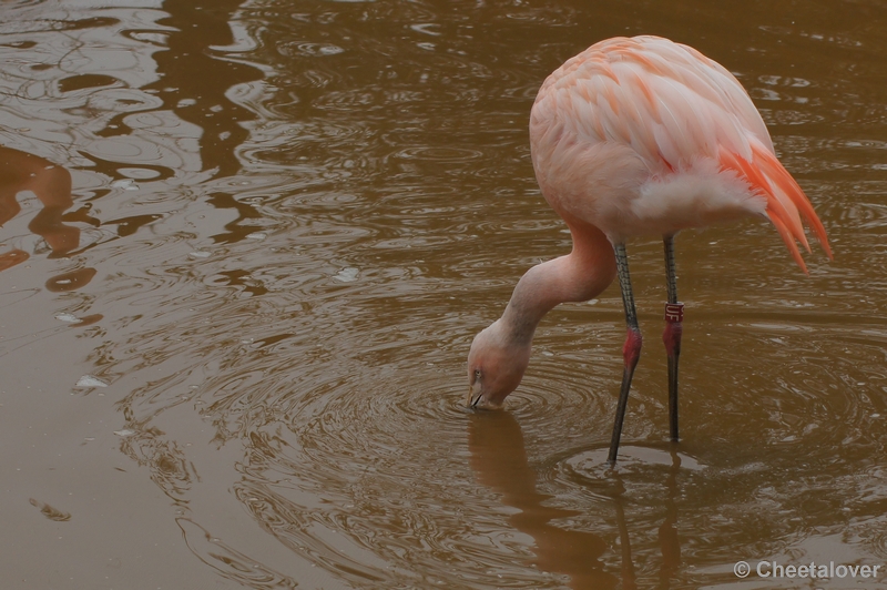 DSC01775.JPG - Safaripark Beekse Bergen 4 maart 2012