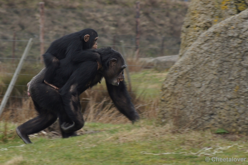 DSC01821.JPG - Safaripark Beekse Bergen 4 maart 2012