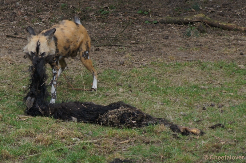 DSC01896.JPG - Safaripark Beekse Bergen 4 maart 2012