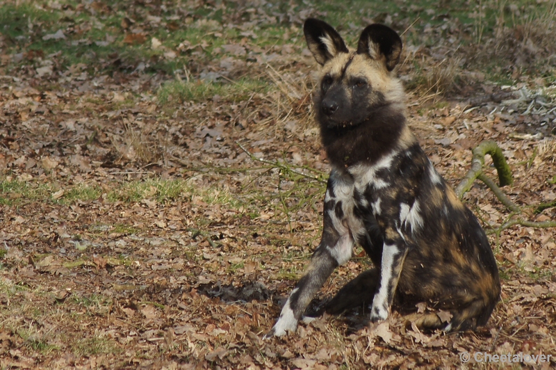 DSC03679.JPG - Safaripark Beekse Bergen 24 maart 2012