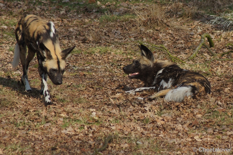 DSC03684.JPG - Safaripark Beekse Bergen 24 maart 2012