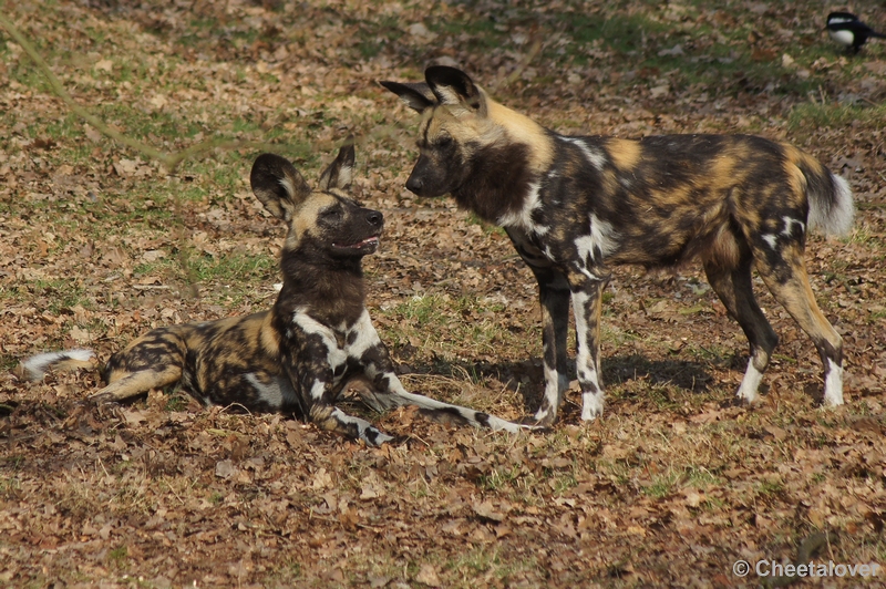 DSC03710.JPG - Safaripark Beekse Bergen 24 maart 2012