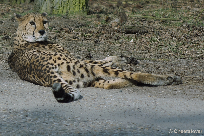 DSC03721.JPG - Safaripark Beekse Bergen 24 maart 2012