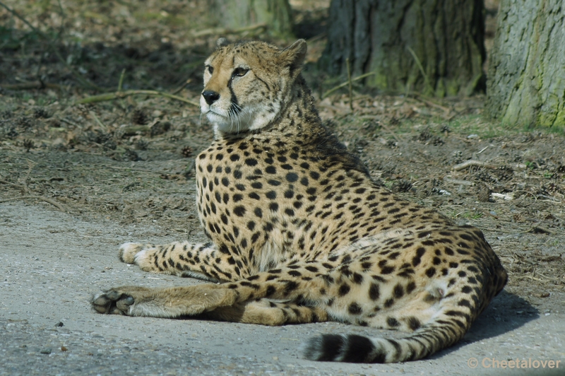 DSC03736.JPG - Safaripark Beekse Bergen 24 maart 2012