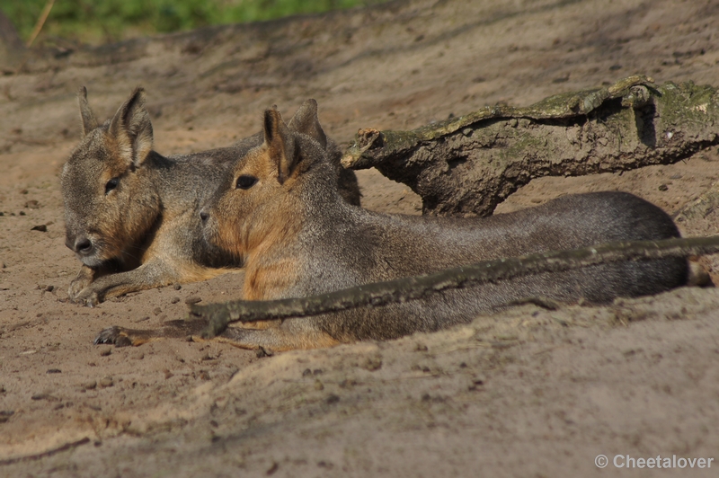 DSC03817.JPG - Safaripark Beekse Bergen 24 maart 2012