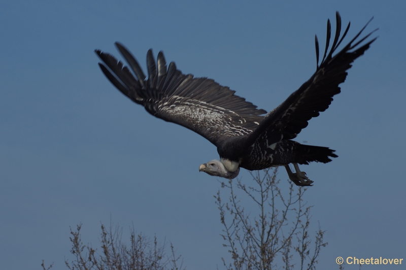 DSC03824.JPG - Safaripark Beekse Bergen 24 maart 2012