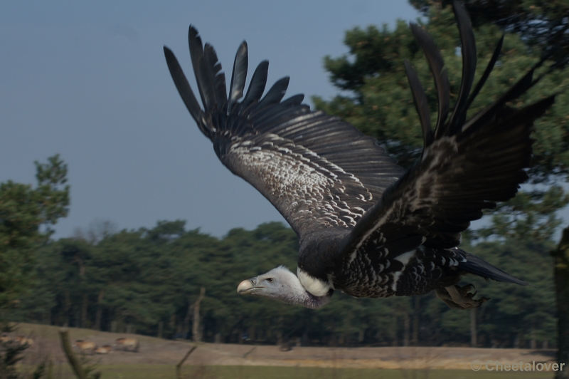 DSC03831.JPG - Safaripark Beekse Bergen 24 maart 2012