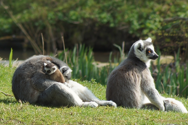 DSC03907.JPG - Safaripark Beekse Bergen 24 maart 2012