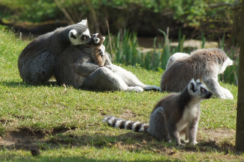 DSC03926.JPG - Safaripark Beekse Bergen 24 maart 2012