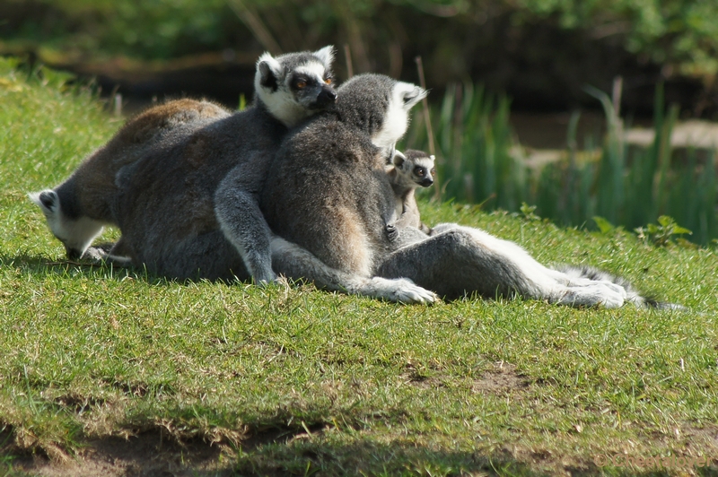 DSC03959.JPG - Safaripark Beekse Bergen 24 maart 2012