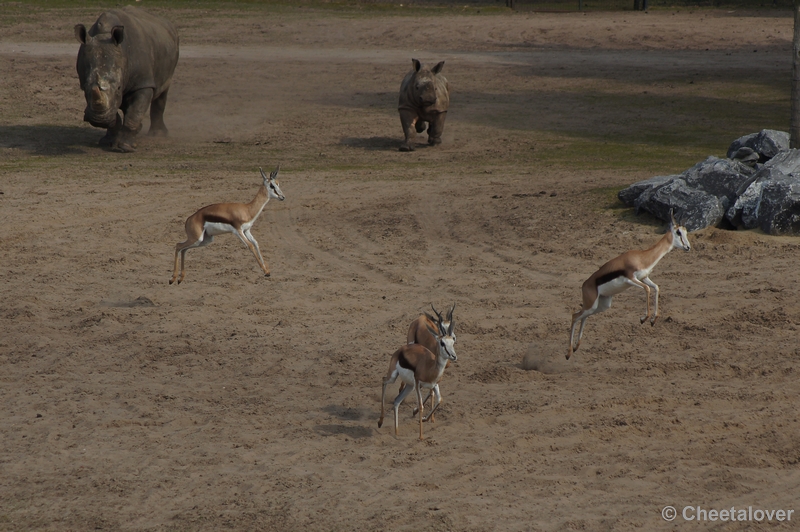 DSC04023.JPG - Safaripark Beekse Bergen 24 maart 2012