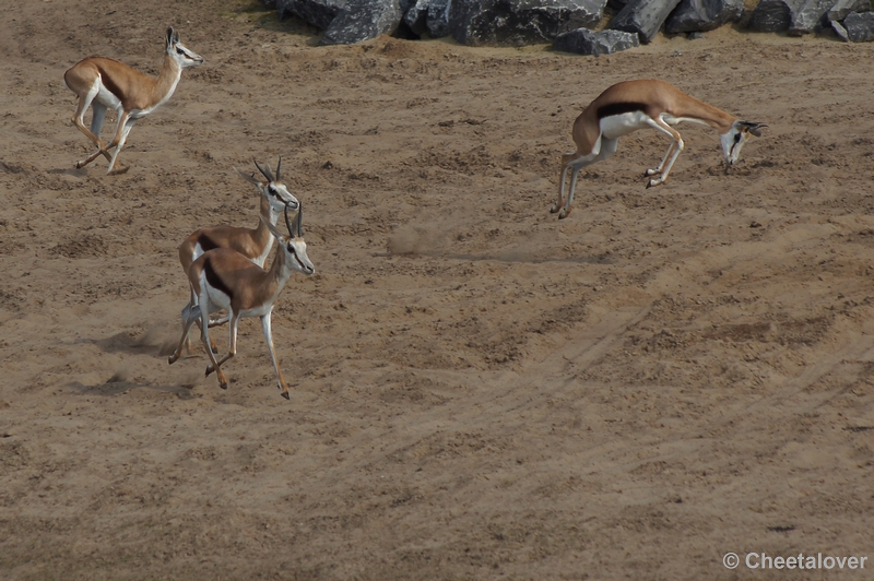 DSC04024.JPG - Safaripark Beekse Bergen 24 maart 2012