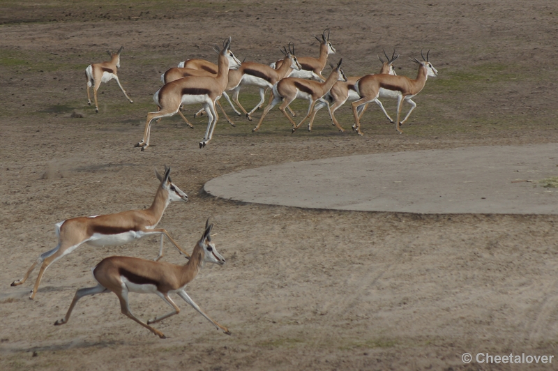 DSC04031.JPG - Safaripark Beekse Bergen 24 maart 2012