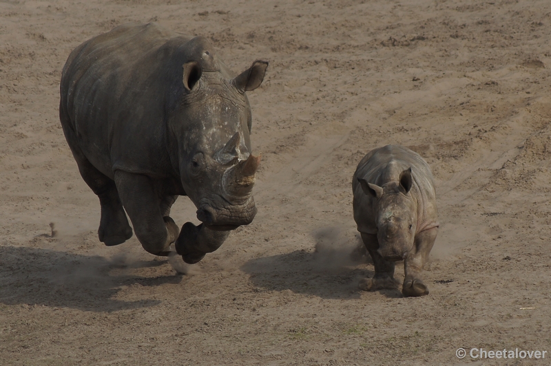 DSC04058.JPG - Safaripark Beekse Bergen 24 maart 2012