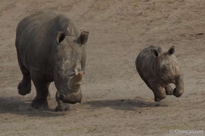 DSC04062.JPG - Safaripark Beekse Bergen 24 maart 2012