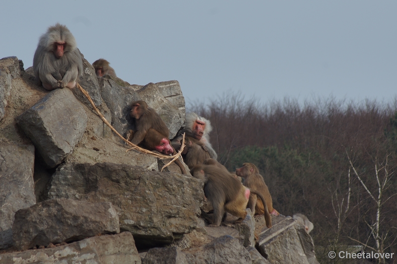 DSC04093.JPG - Safaripark Beekse Bergen 24 maart 2012