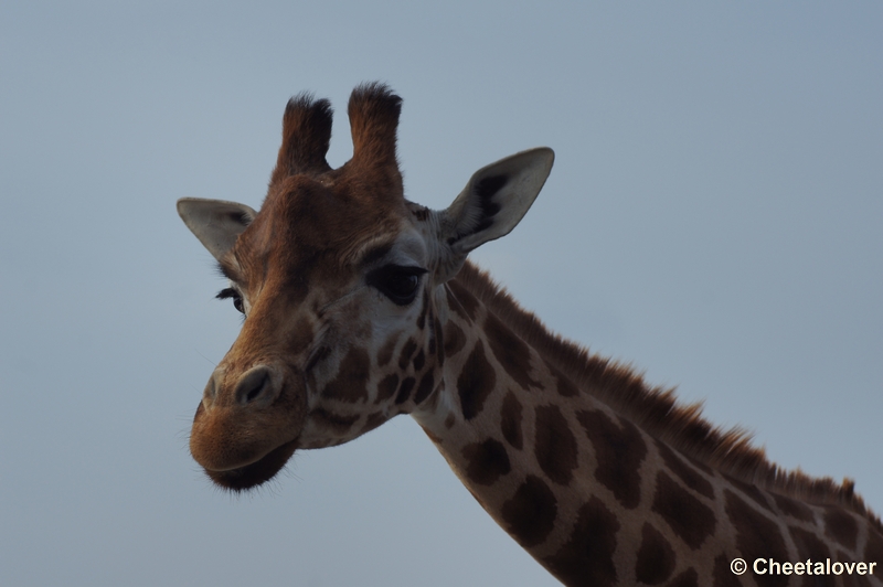 DSC04110.JPG - Safaripark Beekse Bergen 24 maart 2012