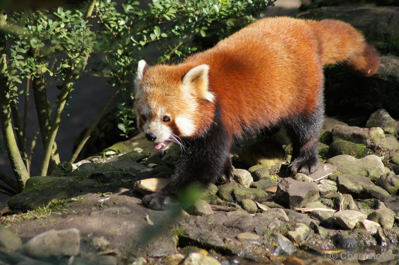 DSC03256.JPG - Zoo Parc Overloon 15 maart 2012