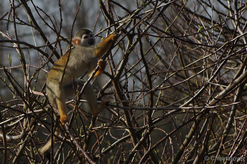 DSC03336.JPG - Zoo Parc Overloon 15 maart 2012