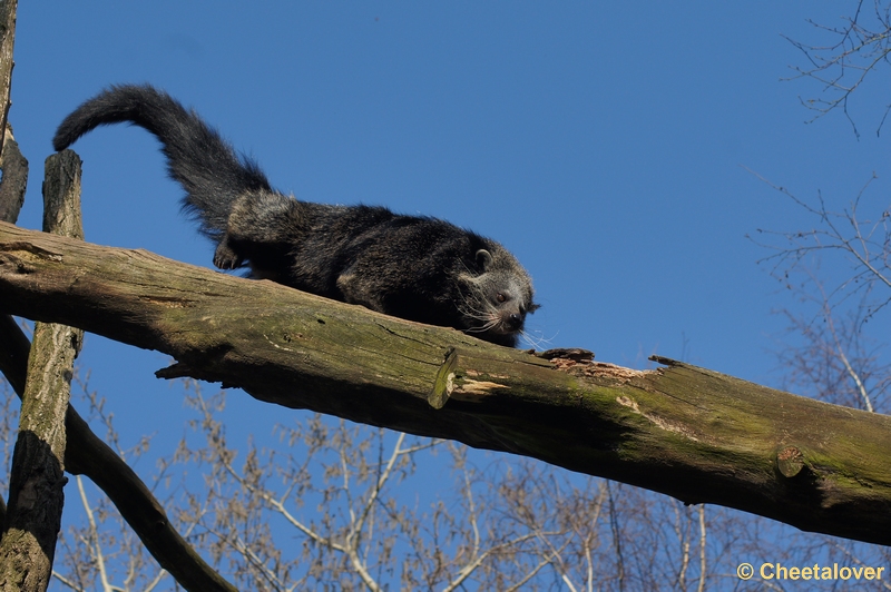 DSC03382.JPG - Zoo Parc Overloon 15 maart 2012