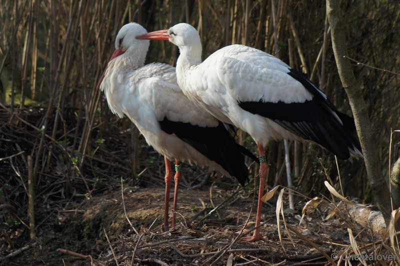 DSC03480.JPG - Zoo Parc Overloon 15 maart 2012