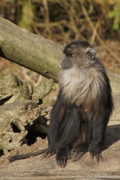 DSC02000.JPG - Zoo Parc Overloon 9 maart 2012