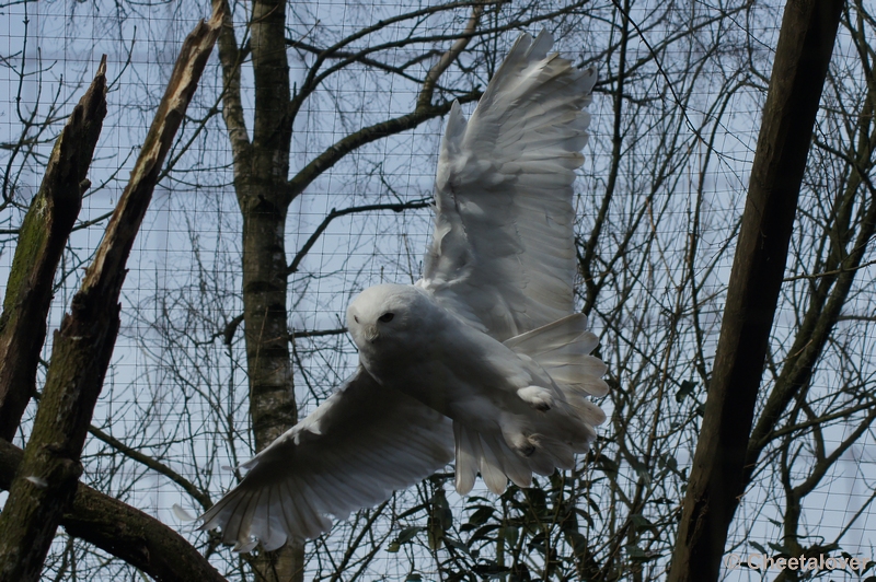 DSC02130.JPG - Zoo Parc Overloon 9 maart 2012