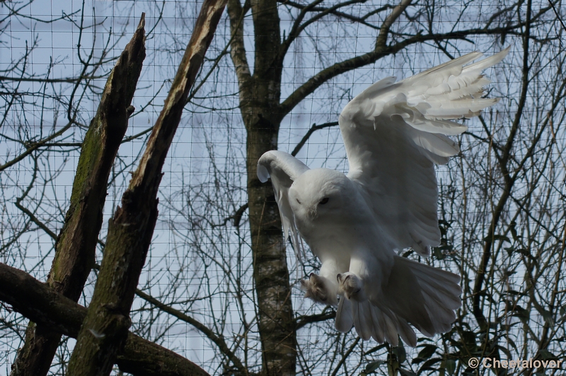 DSC02131.JPG - Zoo Parc Overloon 9 maart 2012