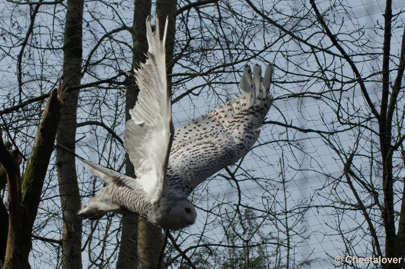 DSC02172.JPG - Zoo Parc Overloon 9 maart 2012