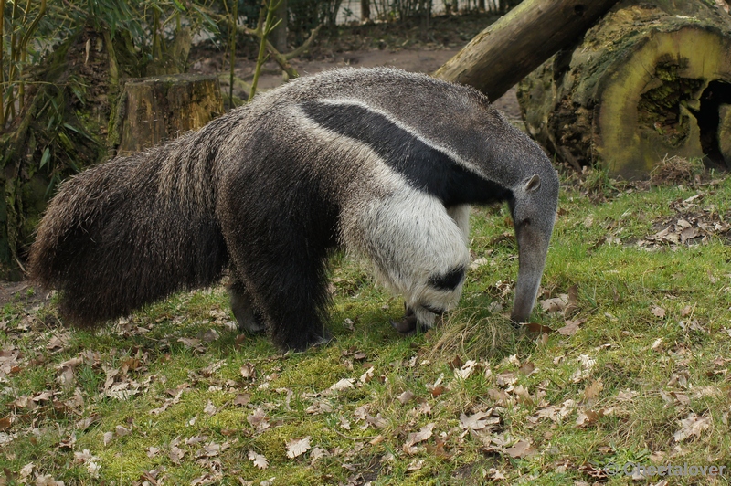 DSC02239.JPG - Zoo Parc Overloon 9 maart 2012