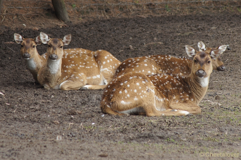 DSC02306.JPG - Zoo Parc Overloon 9 maart 2012