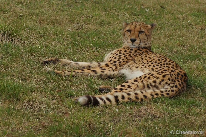 DSC02386.JPG - Zoo Parc Overloon 9 maart 2012