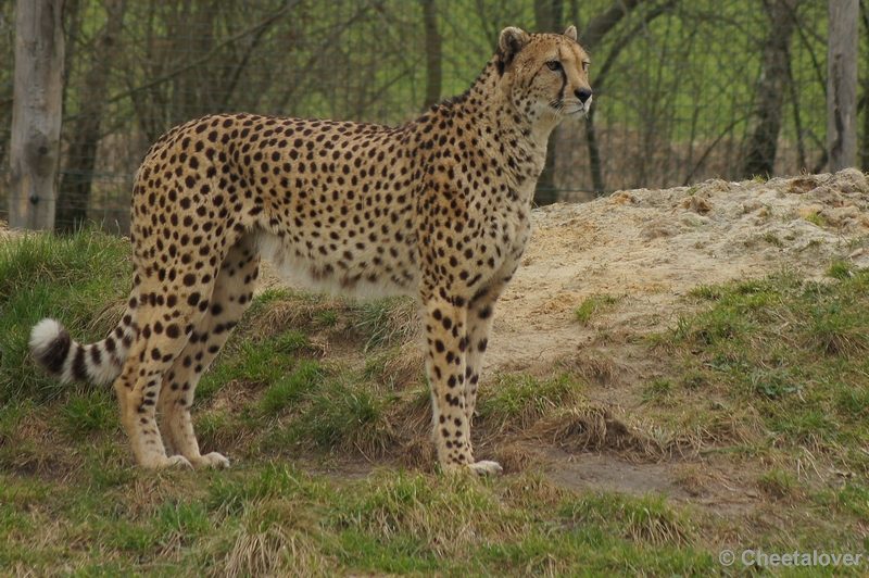 DSC02442.JPG - Zoo Parc Overloon 9 maart 2012