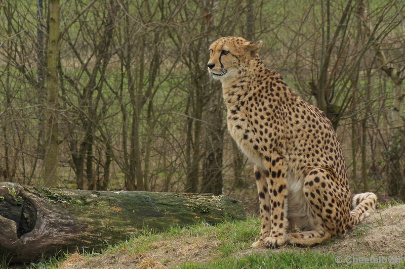 DSC02460.JPG - Zoo Parc Overloon 9 maart 2012