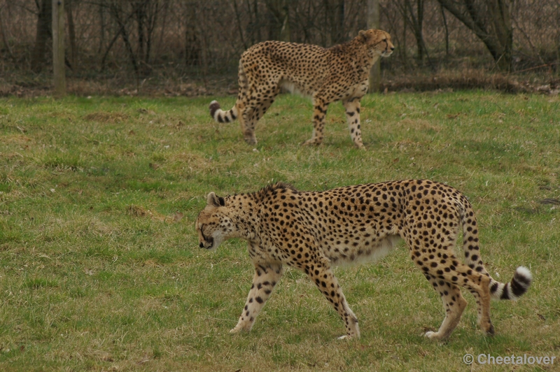 DSC02474.JPG - Zoo Parc Overloon 9 maart 2012