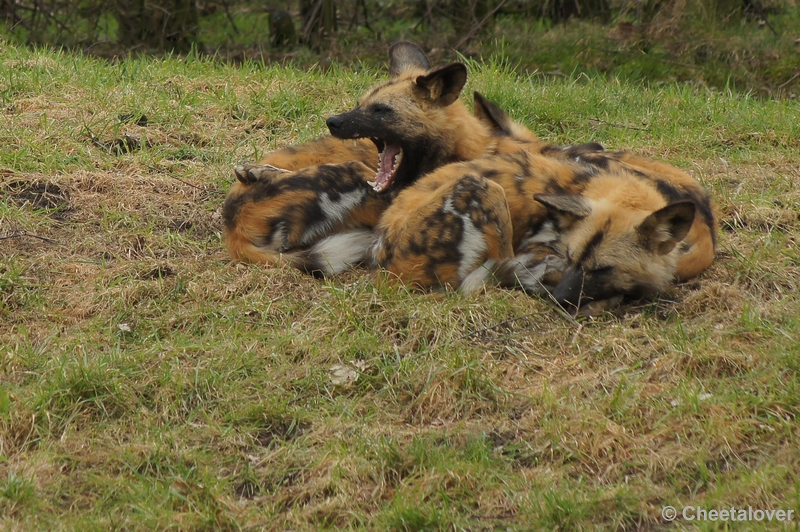 DSC02489.JPG - Zoo Parc Overloon 9 maart 2012