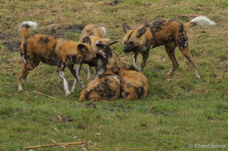 DSC02520.JPG - Zoo Parc Overloon 9 maart 2012