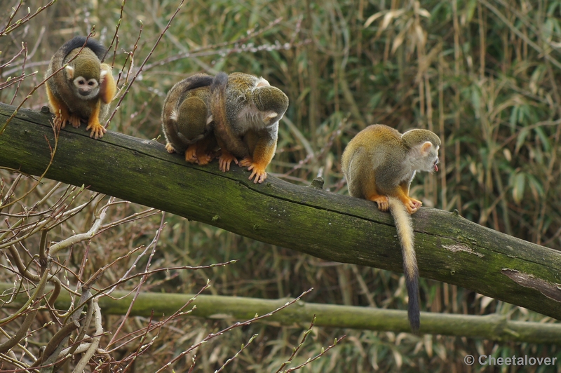 DSC02535.JPG - Zoo Parc Overloon 9 maart 2012