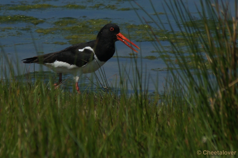 DSC07477.JPG - Natuurgebied De Dongevallei