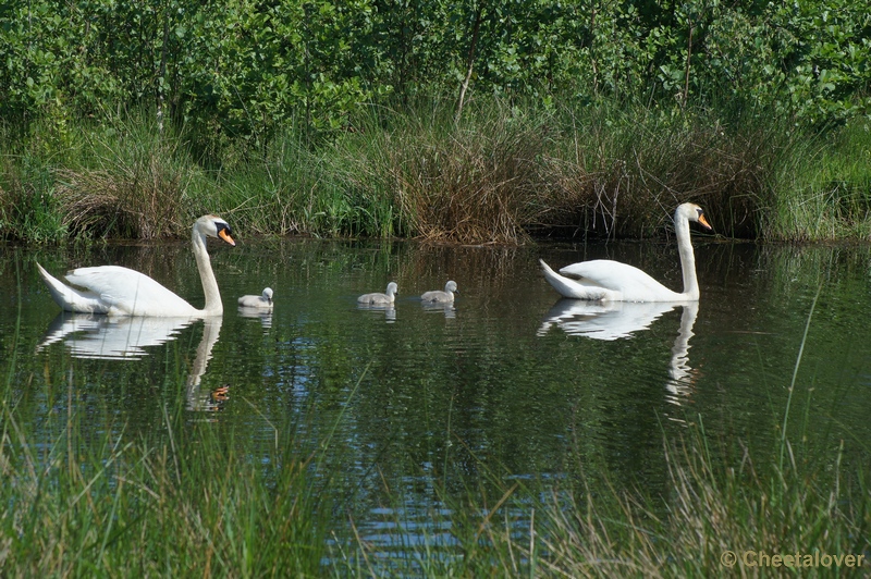 DSC07528.JPG - Natuurgebied De Dongevallei