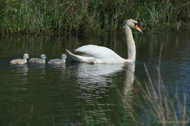 DSC07533.JPG - Natuurgebied De Dongevallei