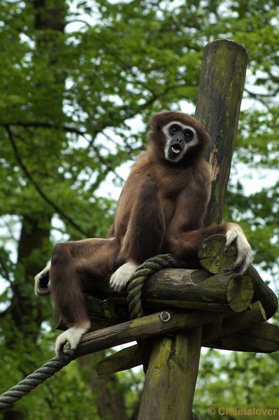 DSC05756.JPG - Withandgibbon