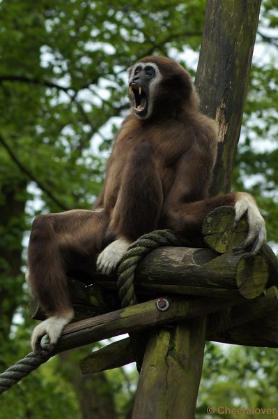 DSC05760.JPG - Withandgibbon