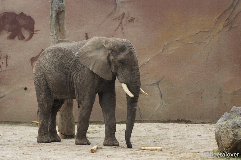 DSC05861.JPG - Afrikaanse Olifant