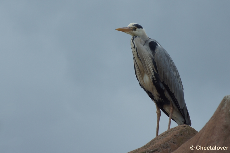 DSC05904.JPG - Blauwe Reiger