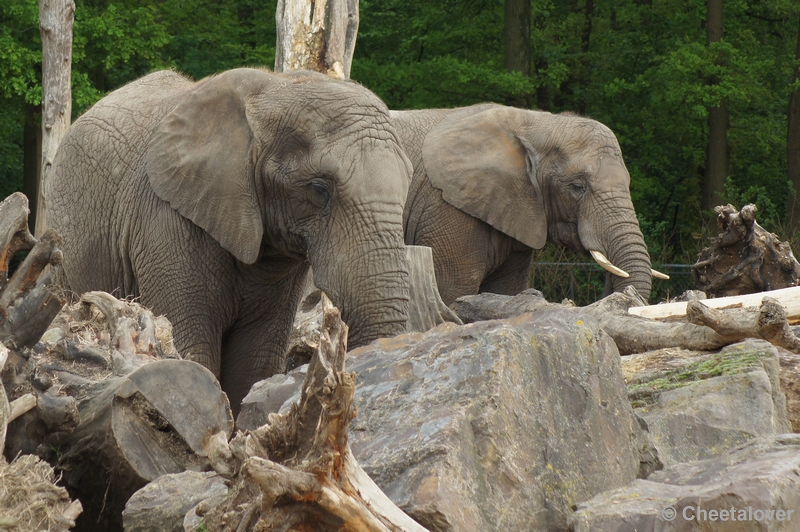 DSC05908.JPG - Afrikaanse Olifant