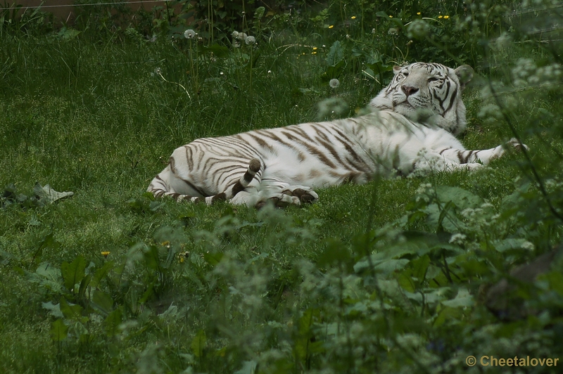 DSC06079.JPG - Witte Tijger